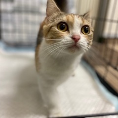 マンチカン　4歳