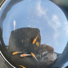 メダカ各種1匹300円の画像