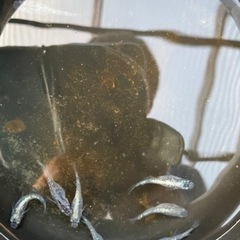メダカ各種1匹300円の画像