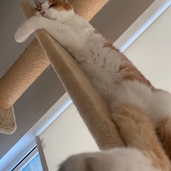 猫　輸血　ドナー