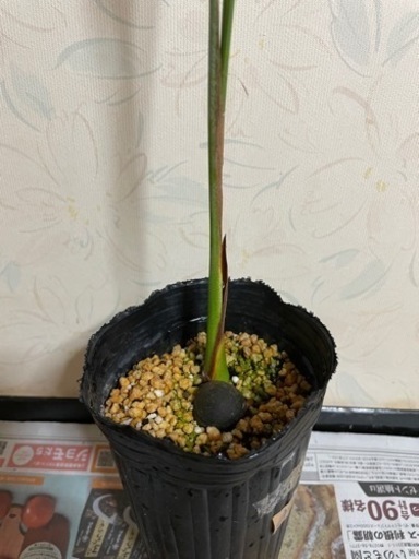 チリサケヤシ　　実生