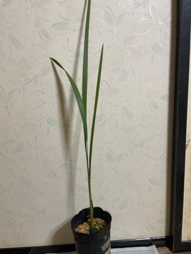 チリサケヤシ　　実生