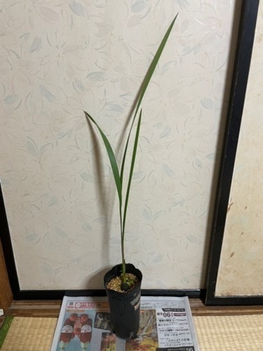 チリサケヤシ　　実生