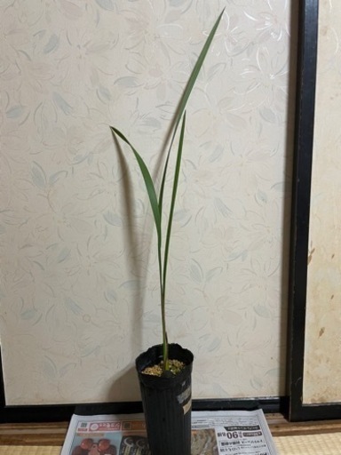 チリサケヤシ　　実生