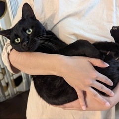撫でてアピールがすごい✨ジジみたいな黒猫