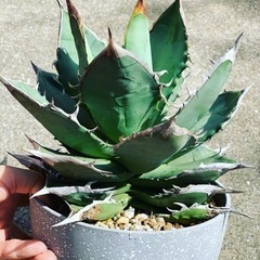 アガベ　タワーオブバベル　台湾輸入株