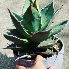 アガベ　タワーオブバベル　台湾輸入株