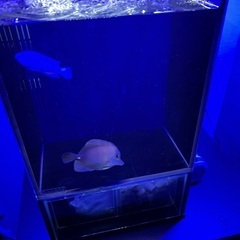 ゴマハギの画像