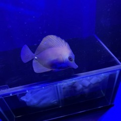 ゴマハギの画像