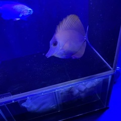 ゴマハギの画像