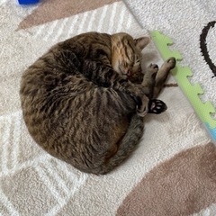 雄猫