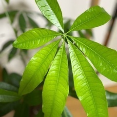 パキラ 観葉植物  大きさ115cmの画像