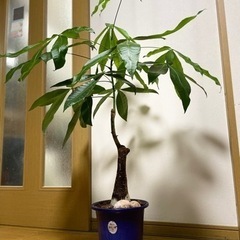 パキラ 観葉植物  大きさ115cm