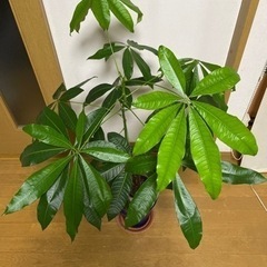 パキラ 観葉植物  大きさ115cmの画像