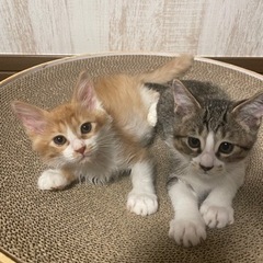 珍しい茶白の長毛の男の子とキジ白の男の子♡ - 里親募集