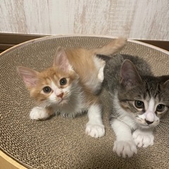 珍しい茶白の長毛の男の子とキジ白の男の子♡ − 大阪府