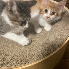 珍しい茶白の長毛の男の子とキジ白の男の子♡ - 猫