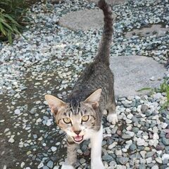 子猫　里親募集