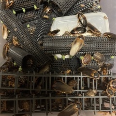 デュビア　成体　雄雌　100匹