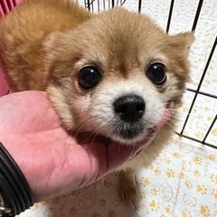 ぽっちゃりポメちゃん