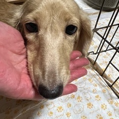 マイペースダックスちゃん
