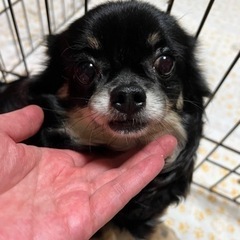 ぽっちゃり大きめチワワちゃん