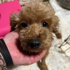 ロイカナなプードルちゃん
