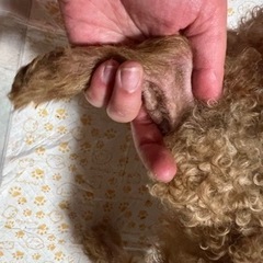 ロイカナなプードルちゃん − 鹿児島県