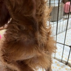 ロイカナなプードルちゃん - 里親募集