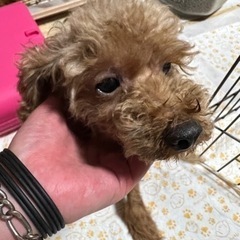 ロイカナなプードルちゃん - 薩摩郡