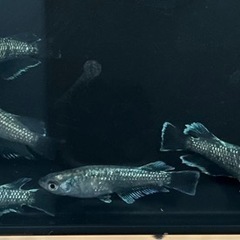 メダカ　めだか　イカ墨　20匹の画像