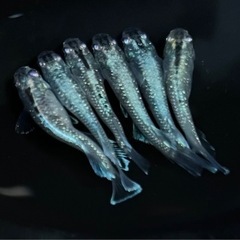 メダカ　めだか　イカ墨　20匹の画像