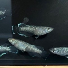 メダカ　めだか　イカ墨　20匹の画像