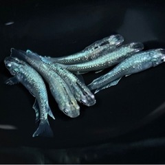 メダカ　めだか　イカ墨　20匹の画像