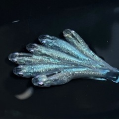 メダカ　めだか　イカ墨　20匹の画像