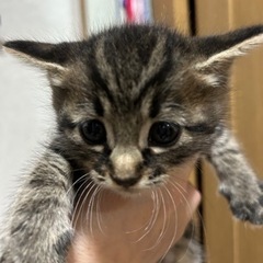 子猫　1か月ぐらい　男の子　受付終了