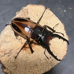 ファブリースノコギリクワガタ　タカクワイ　1♂2♀