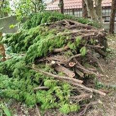 剪定木 取りに来てくれる方 譲りますの画像