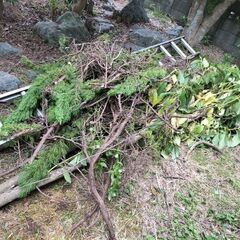 剪定木 取りに来てくれる方 譲りますの画像