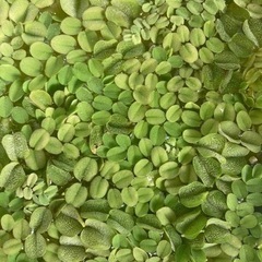 水草 浮き草 サルビニア オオサンショウモ