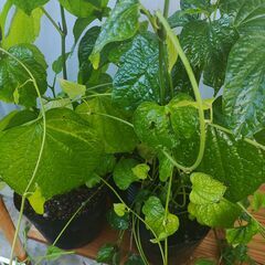 植物【ハイゴショウ(チャプルー)】※プランター植え