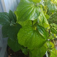 植物【ハイゴショウ(チャプルー)】※プランター植えの画像