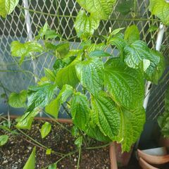 植物【ハイゴショウ(チャプルー)】※プランター植えの画像