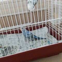 セキセイインコ  生後３ヶ月 白色 1羽 青色 1羽