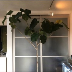 値下げしました❗️ フィカス ウンベラータ 約180cmの画像