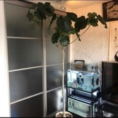 値下げしました❗️ フィカス ウンベラータ 約180cmの画像