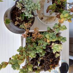 お話中　多肉植物セット