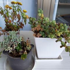 お話中　多肉植物セットの画像
