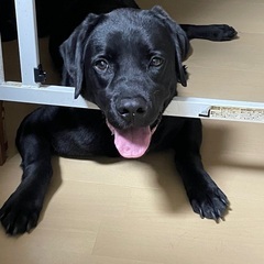 たくさん遊んでくれる飼い主さん募集してます。