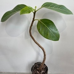 フィカス［観葉植物・８０cm］